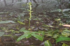 Peristylus aristatus